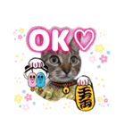 猫♥️面白♥️日常♥️挨拶♥️（個別スタンプ：19）