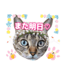 猫♥️面白♥️日常♥️挨拶♥️（個別スタンプ：20）