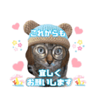 猫♥️面白♥️日常♥️挨拶♥️（個別スタンプ：21）