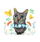 猫♥️面白♥️日常♥️挨拶♥️（個別スタンプ：23）