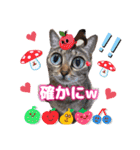 猫♥️面白♥️日常♥️挨拶♥️（個別スタンプ：24）