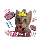 猫♥️面白♥️日常♥️挨拶♥️（個別スタンプ：26）