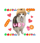 猫♥️面白♥️日常♥️挨拶♥️（個別スタンプ：27）