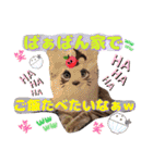 猫♥️面白♥️日常♥️挨拶♥️（個別スタンプ：31）
