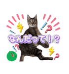 猫♥️面白♥️日常♥️挨拶♥️（個別スタンプ：32）
