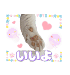 猫♥️面白♥️日常♥️挨拶♥️（個別スタンプ：34）