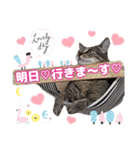 猫♥️面白♥️日常♥️挨拶♥️（個別スタンプ：36）