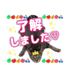 猫♥️面白♥️日常♥️挨拶♥️（個別スタンプ：37）