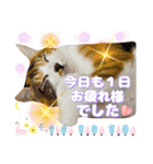 猫♥️面白♥️日常♥️挨拶♥️（個別スタンプ：38）
