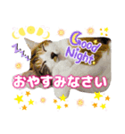 猫♥️面白♥️日常♥️挨拶♥️（個別スタンプ：39）
