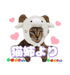猫♥️面白♥️日常♥️挨拶♥️（個別スタンプ：40）