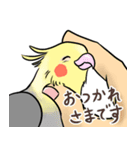 使いやすい挨拶のオカメインコ（個別スタンプ：2）