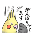 使いやすい挨拶のオカメインコ（個別スタンプ：5）