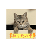 チャンボ（個別スタンプ：6）