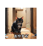 ゆるかわ！ねこスタンプ（個別スタンプ：25）
