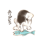 ハチワレたろさ2（個別スタンプ：26）