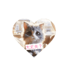 ニャンとも可愛い スタンプ（個別スタンプ：11）