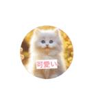 ニャンとも可愛い スタンプ（個別スタンプ：15）