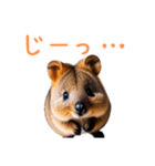 ハッピーアニマル_クオッカワラビー 33（個別スタンプ：33）