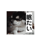 ミルクチェリー（個別スタンプ：3）