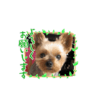 愛犬ハナちゃん2（個別スタンプ：2）