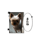 愛犬ハナちゃん2（個別スタンプ：7）