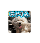 マルプーのおもちと猫のにゃこた（個別スタンプ：2）