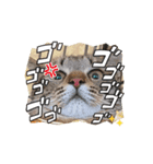 マルプーのおもちと猫のにゃこた（個別スタンプ：4）