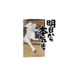 マルプーのおもちと猫のにゃこた（個別スタンプ：5）