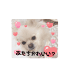 動くポメラニアン日常のあいさつ動画編（個別スタンプ：2）