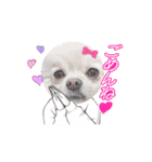 動くポメラニアン日常のあいさつ動画編（個別スタンプ：3）