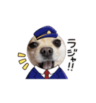 動くポメラニアン日常のあいさつ動画編（個別スタンプ：4）