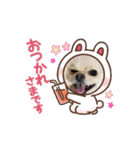 動くポメラニアン日常のあいさつ動画編（個別スタンプ：6）