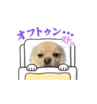 動くポメラニアン日常のあいさつ動画編（個別スタンプ：7）