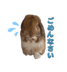 うさぎのぶーくん（個別スタンプ：2）