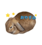 うさぎのぶーくん（個別スタンプ：5）