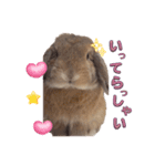 うさぎのぶーくん（個別スタンプ：6）
