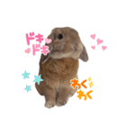 うさぎのぶーくん（個別スタンプ：7）