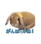 うさぎのぶーくん（個別スタンプ：8）