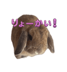 うさぎのぶーくん（個別スタンプ：9）
