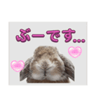 うさぎのぶーくん（個別スタンプ：10）