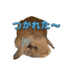 うさぎのぶーくん（個別スタンプ：14）