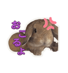 うさぎのぶーくん（個別スタンプ：15）