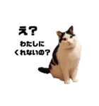 我が家の愛猫たち？スタンプ（個別スタンプ：6）