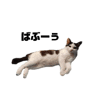 我が家の愛猫たち？スタンプ（個別スタンプ：7）