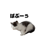 我が家の愛猫たち？スタンプ（個別スタンプ：8）
