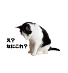 我が家の愛猫たち？スタンプ（個別スタンプ：10）
