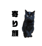 我が家の愛猫たち？スタンプ（個別スタンプ：14）