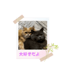 いやしのにゃんこⅣ（個別スタンプ：2）