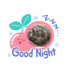 いやしのにゃんこⅣ（個別スタンプ：3）